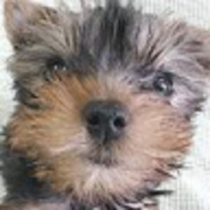 Meet your Posher, Queenie